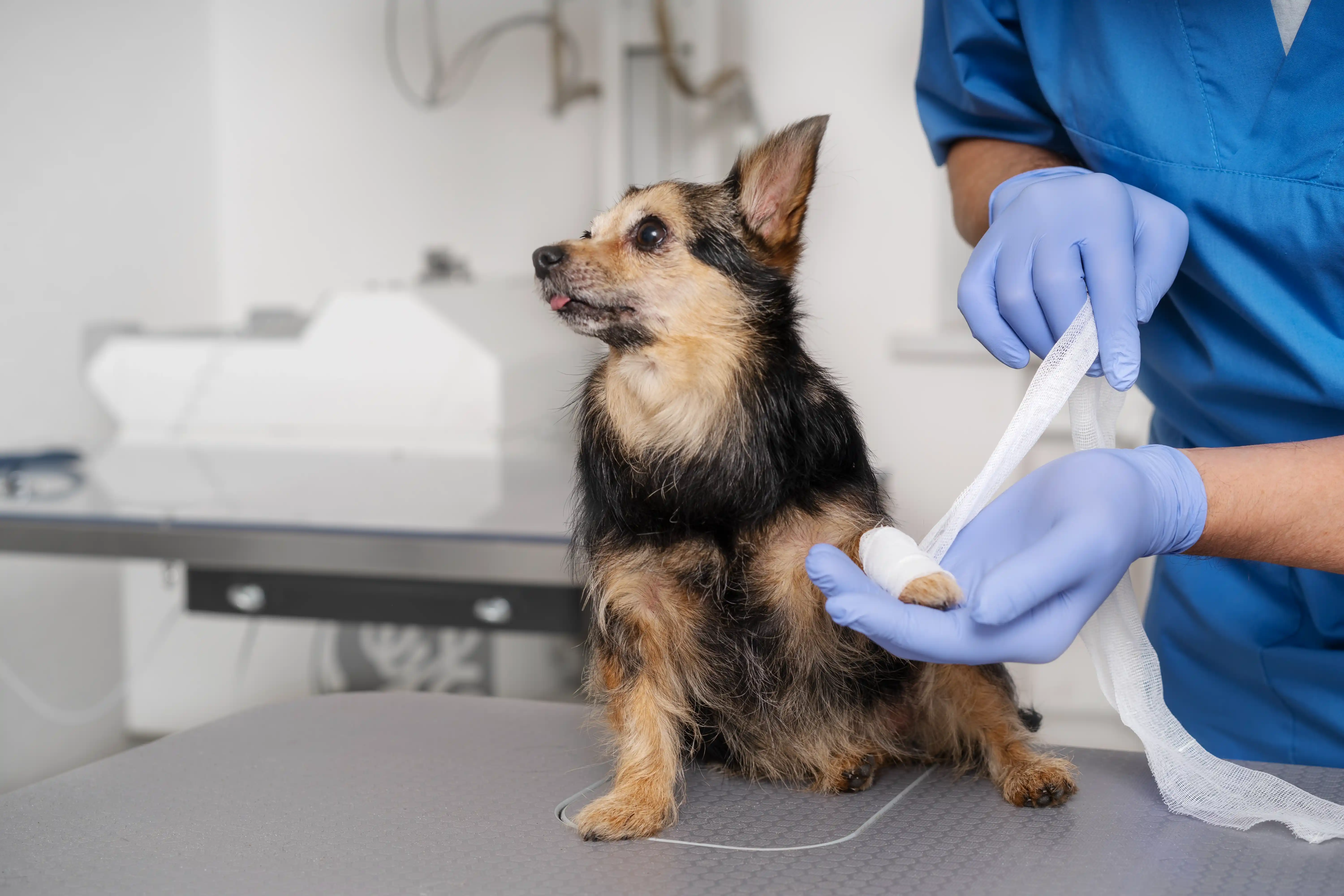 Conbun - Leukemia Bleeding Disorders In Older Cats